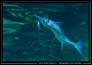 Cleaning time for a Needle Fish close to the surface in M... by Michel Lonfat 